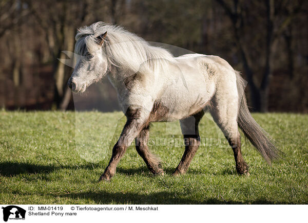 Shetland Pony Stute / Shetland Pony mare / MM-01419