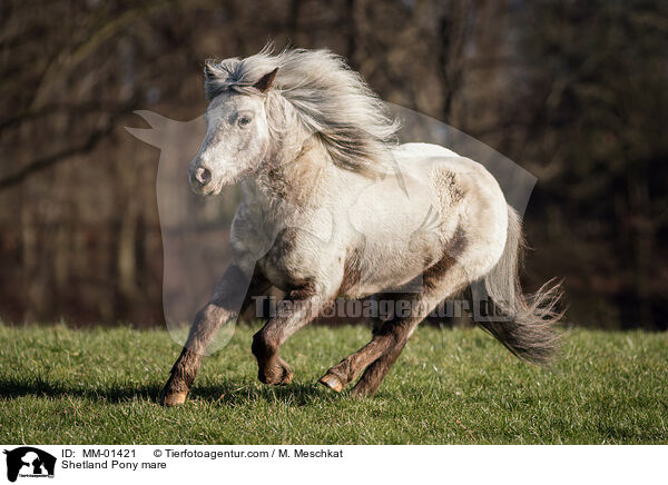 Shetland Pony Stute / Shetland Pony mare / MM-01421