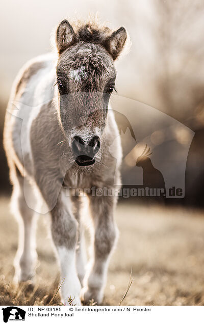 Shetland Pony Fohlen / Shetland Pony foal / NP-03185