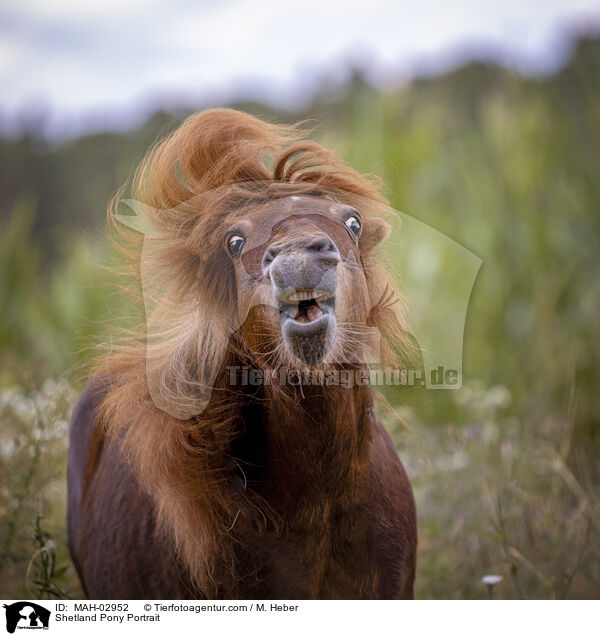 Shetland Pony Portrait / Shetland Pony Portrait / MAH-02952