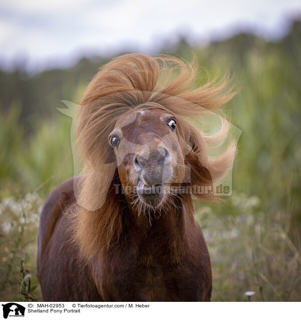 Shetland Pony Portrait / Shetland Pony Portrait / MAH-02953