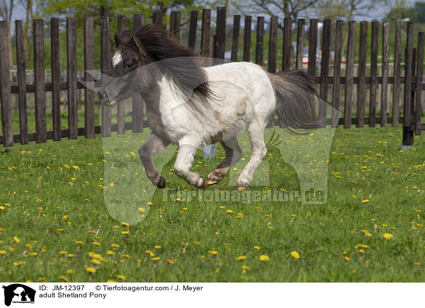 ausgewachsenes Shetland Pony / adult Shetland Pony / JM-12397