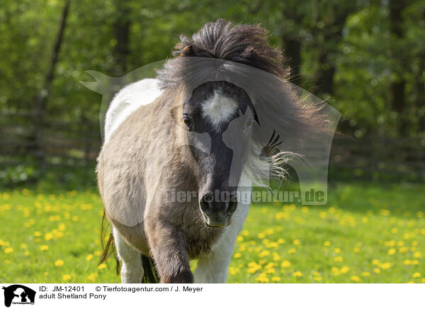 adult Shetland Pony / JM-12401