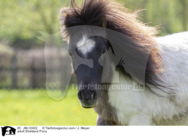 ausgewachsenes Shetland Pony / adult Shetland Pony / JM-12402