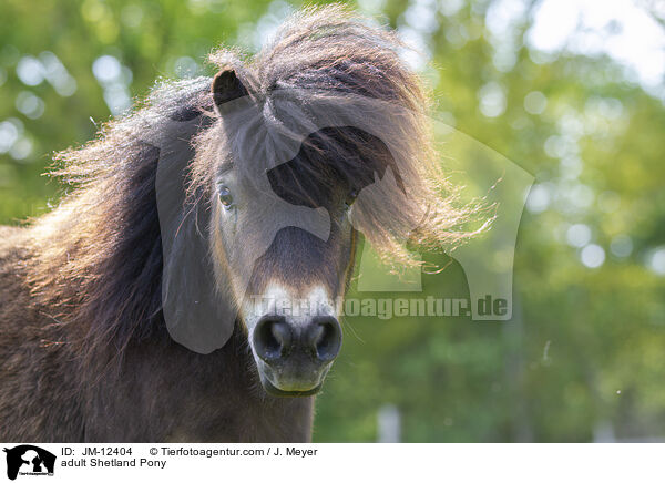 ausgewachsenes Shetland Pony / adult Shetland Pony / JM-12404