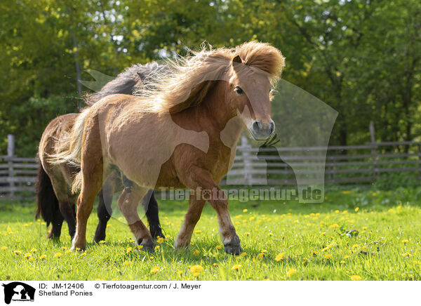 Shetland Ponies / Shetland Ponies / JM-12406