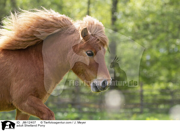 ausgewachsenes Shetland Pony / adult Shetland Pony / JM-12407