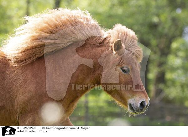 ausgewachsenes Shetland Pony / adult Shetland Pony / JM-12408