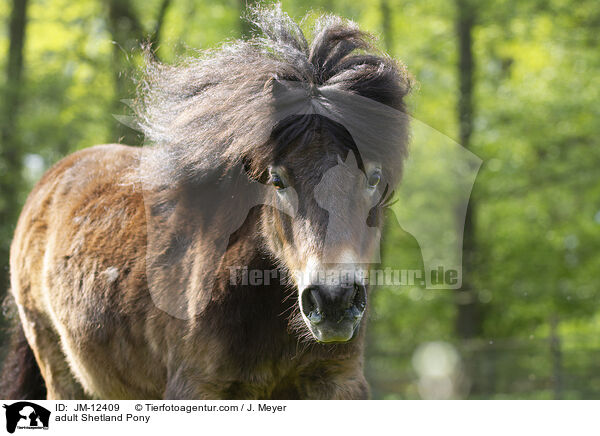 ausgewachsenes Shetland Pony / adult Shetland Pony / JM-12409