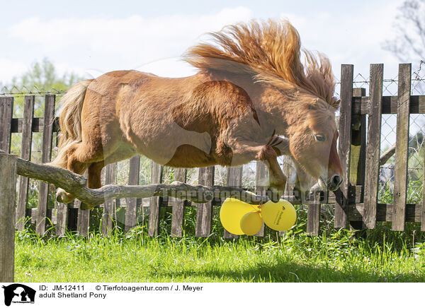 ausgewachsenes Shetland Pony / adult Shetland Pony / JM-12411