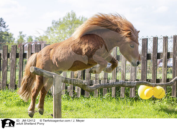 adult Shetland Pony / JM-12412