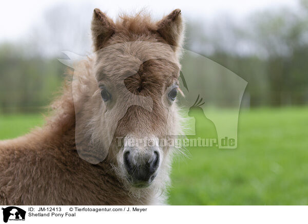 Shetland Pony Fohlen / Shetland Pony Foal / JM-12413