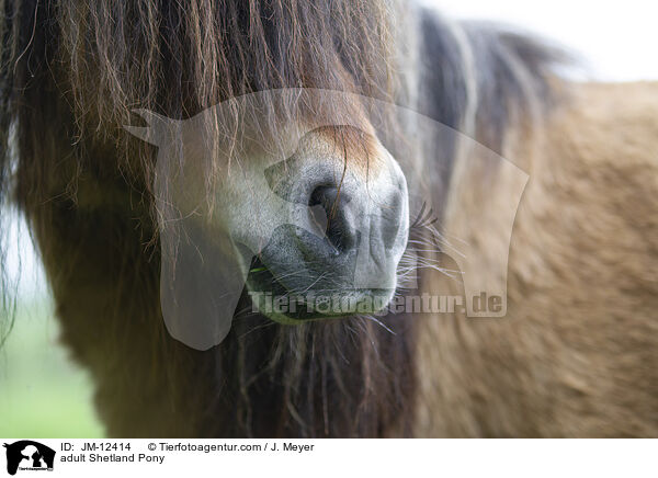 adult Shetland Pony / JM-12414