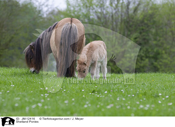 Shetland Ponies / Shetland Ponies / JM-12416