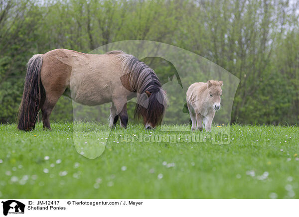 Shetland Ponies / JM-12417
