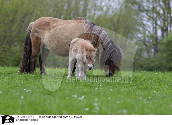 Shetland Ponies / Shetland Ponies / JM-12418