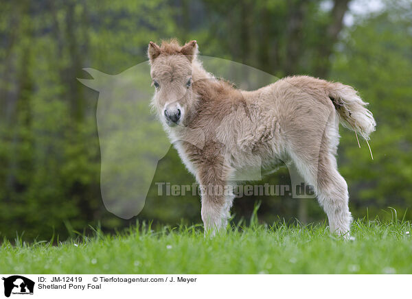 Shetland Pony Fohlen / Shetland Pony Foal / JM-12419