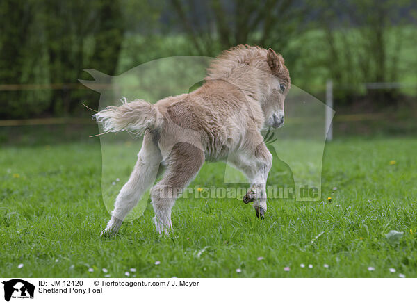 Shetland Pony Fohlen / Shetland Pony Foal / JM-12420