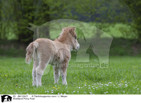 Shetland Pony Fohlen / Shetland Pony Foal / JM-12421