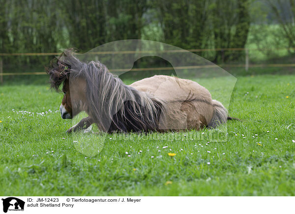 ausgewachsenes Shetland Pony / adult Shetland Pony / JM-12423
