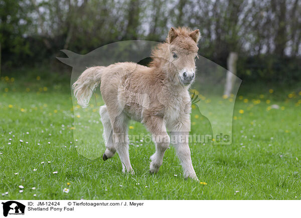 Shetland Pony Fohlen / Shetland Pony Foal / JM-12424