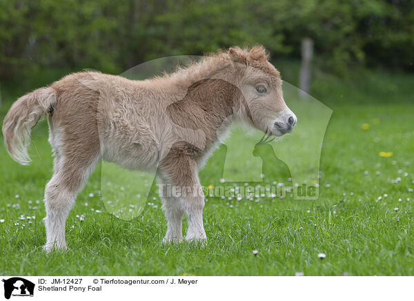 Shetland Pony Fohlen / Shetland Pony Foal / JM-12427