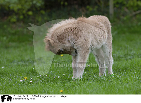 Shetland Pony Fohlen / Shetland Pony Foal / JM-12429