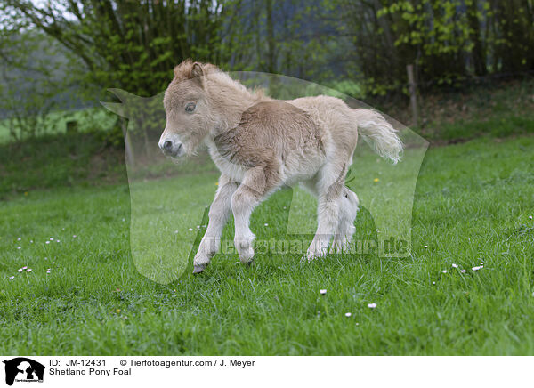 Shetland Pony Fohlen / Shetland Pony Foal / JM-12431