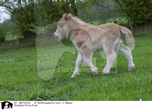 Shetland Pony Foal / JM-12432