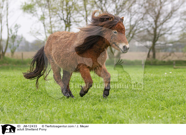 ausgewachsenes Shetland Pony / adult Shetland Pony / JM-12433