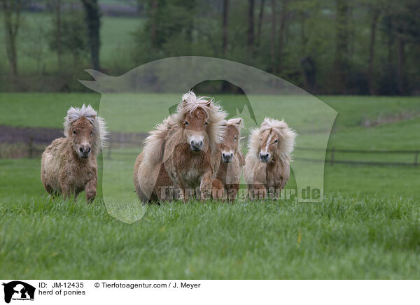 Ponyherde / herd of ponies / JM-12435