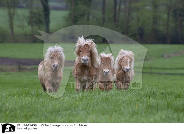 Ponyherde / herd of ponies / JM-12436