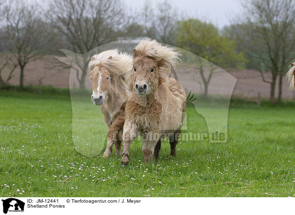 Shetland Ponies / JM-12441