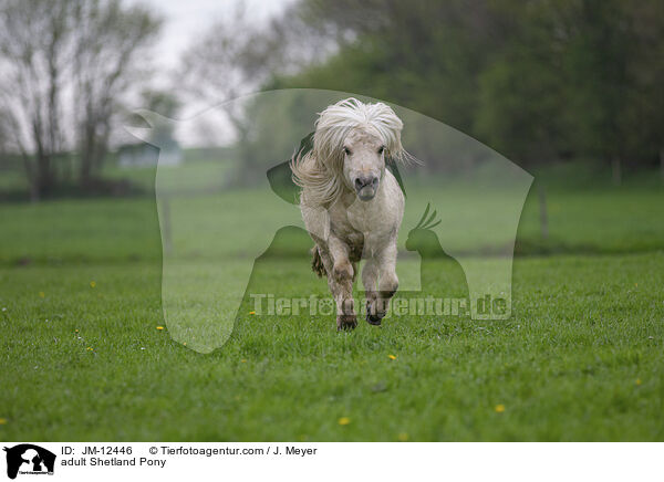 ausgewachsenes Shetland Pony / adult Shetland Pony / JM-12446