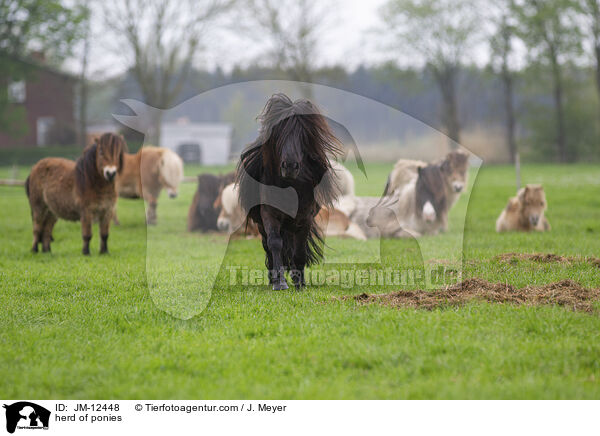 Ponyherde / herd of ponies / JM-12448