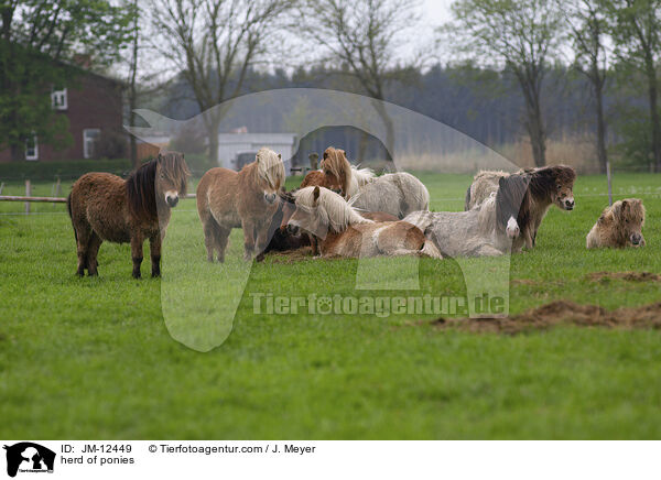 Ponyherde / herd of ponies / JM-12449
