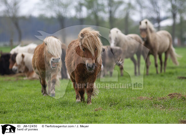 Ponyherde / herd of ponies / JM-12450