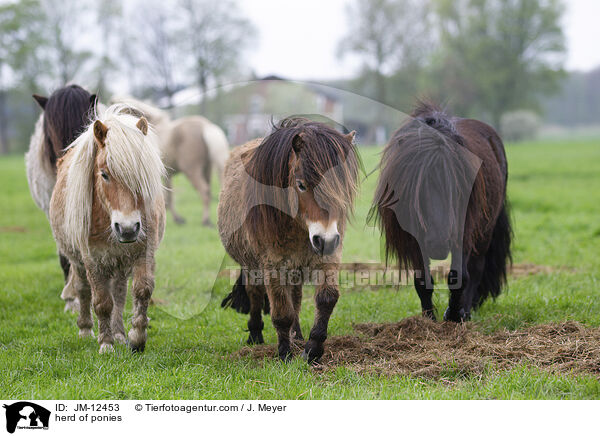 herd of ponies / JM-12453