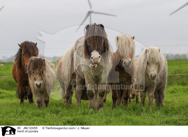 Ponyherde / herd of ponies / JM-12455