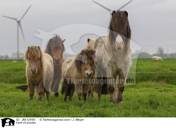 herd of ponies / JM-12456