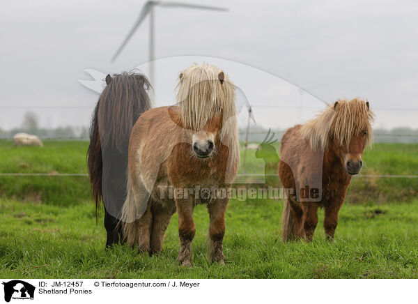 Shetland Ponies / Shetland Ponies / JM-12457