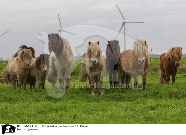 Ponyherde / herd of ponies / JM-12458