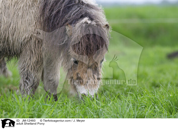 ausgewachsenes Shetland Pony / adult Shetland Pony / JM-12460