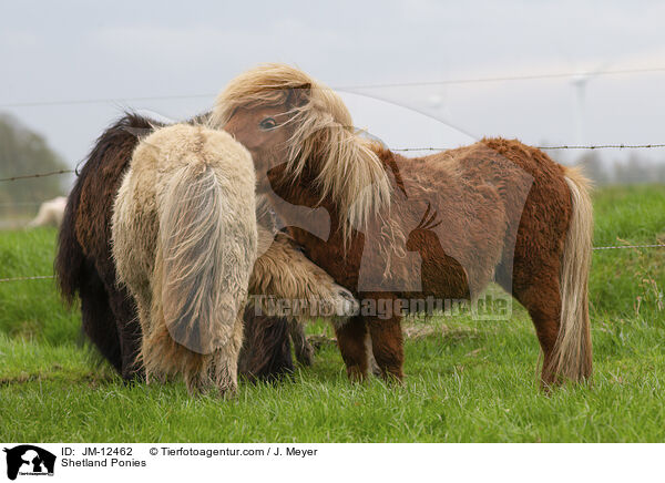 Shetland Ponies / Shetland Ponies / JM-12462