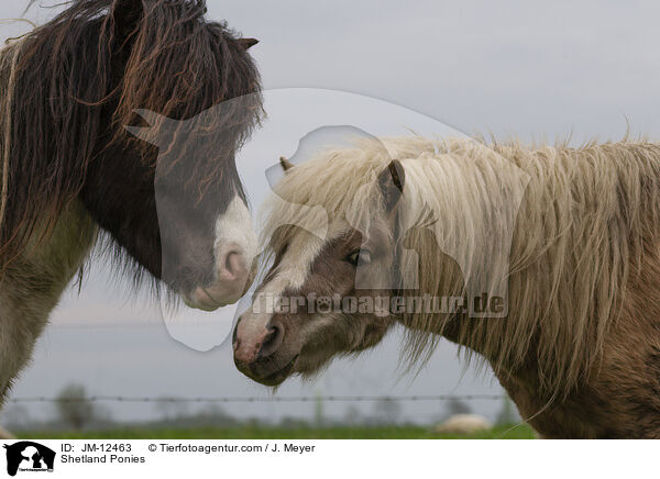 Shetland Ponies / Shetland Ponies / JM-12463
