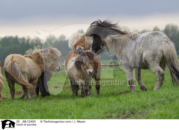 Ponyherde / herd of ponies / JM-12465