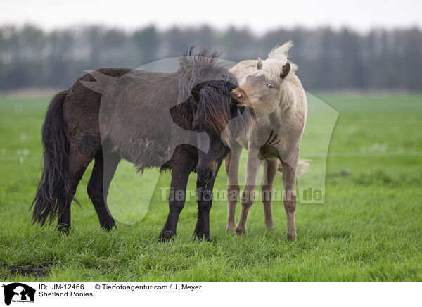 Shetland Ponies / Shetland Ponies / JM-12466