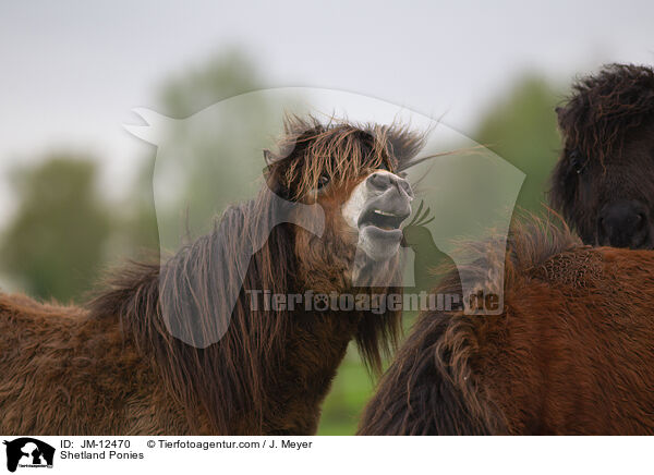 Shetland Ponies / Shetland Ponies / JM-12470