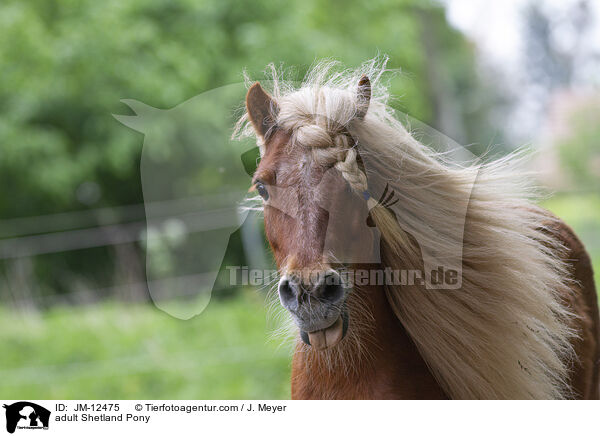ausgewachsenes Shetland Pony / adult Shetland Pony / JM-12475
