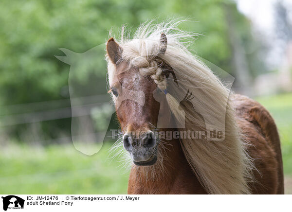 ausgewachsenes Shetland Pony / adult Shetland Pony / JM-12476
